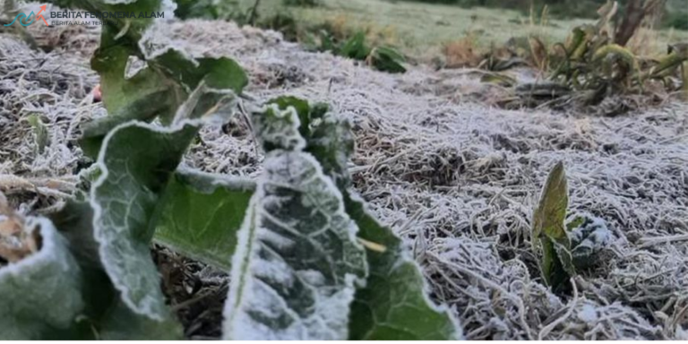 Embun upas di Dieng menyelimuti rumput saat suhu minus 6 derajat